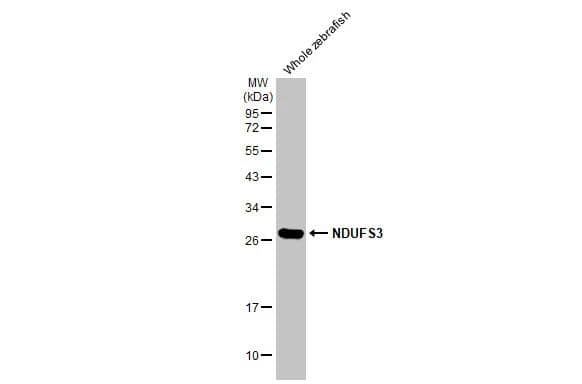 Western Blot NDUFS3 Antibody (HL2097)