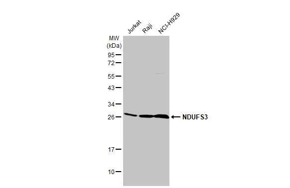 Various whole cell extracts (30 ug) were separated by 12% SDS-PAGE, and the membrane was blotted with NDUFS3 antibody [HL2097] (NBP3-48671) diluted at 1:2500. The HRP-conjugated anti-rabbit IgG antibody was used to detect the primary antibody. 
