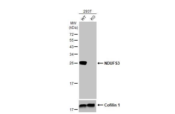 Wild-type (WT) and NDUFS3 knockout (KO) 293T cell extracts (30 ug) were separated by 12% SDS-PAGE, and the membrane was blotted with NDUFS3 antibody [HL2097] (NBP3-48671) diluted at 1:2500. The HRP-conjugated anti-rabbit IgG antibody was used to detect the primary antibody. 