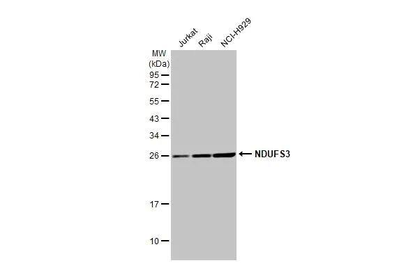 Various whole cell extracts (30 ug) were separated by 12% SDS-PAGE, and the membrane was blotted with NDUFS3 antibody [HL2097] (NBP3-48671) diluted at 1:10000. The HRP-conjugated anti-rabbit IgG antibody was used to detect the primary antibody. 