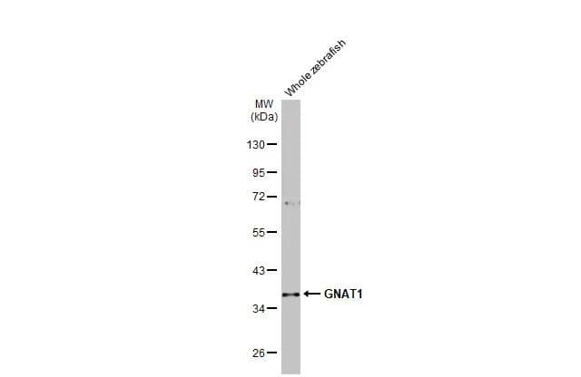Whole zebrafish extract (30 ug) was separated by 10% SDS-PAGE, and the membrane was blotted with Transducin alpha antibody [HL2126] (NBP3-48672) diluted at 1:1000. The HRP-conjugated anti-rabbit IgG antibody was used to detect the primary antibody, and the signal was developed with Trident ECL plus-Enhanced. 