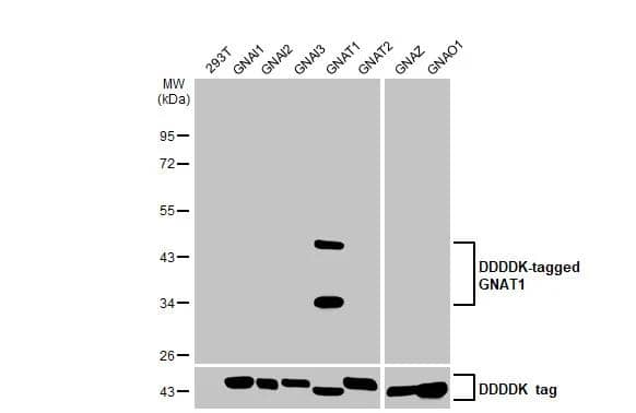 Non-transfected and transfected 293T whole cell extracts were separated by 10% SDS-PAGE, and the membrane was blotted with Transducin alpha antibody [HL2126] (NBP3-48672) diluted at 1:5000. The HRP-conjugated anti-rabbit IgG antibody was used to detect the primary antibody. 