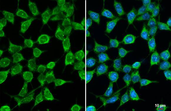GPS2 antibody [HL2276] detects GPS2 protein at cytoplasm by immunofluorescent analysis.Sample: 293T cells were fixed in ice-cold MeOH for 5 min.Green: GPS2 stained by GPS2 antibody [HL2276] (NBP3-48675) diluted at 1:500.Blue: Fluoroshield with DAPI . 