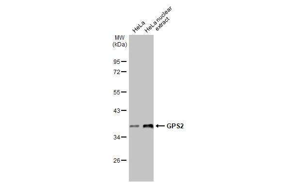 <b>Orthogonal Strategies Validation. </b>HeLa whole cell and nuclear extracts (30 ug) were separated by 10% SDS-PAGE, and the membrane was blotted with GPS2 antibody [HL2276] (NBP3-48675) diluted at 1:1000. The HRP-conjugated anti-rabbit IgG antibody was used to detect the primary antibody, and the signal was developed with Trident ECL plus-Enhanced. 