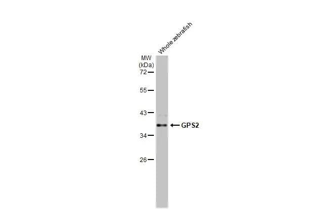 Whole zebrafish extract (30 ug) was separated by 10% SDS-PAGE, and the membrane was blotted with GPS2 antibody [HL2276] (NBP3-48675) diluted at 1:1000. The HRP-conjugated anti-rabbit IgG antibody was used to detect the primary antibody, and the signal was developed with Trident ECL plus-Enhanced. 