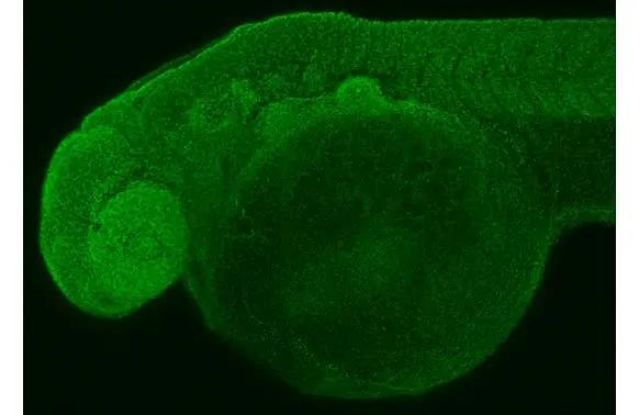RPL32 antibody [HL2331] detects RPL32 protein on whole mount zebrafish by immunohistochemical analysis.Sample: Paraformaldehyde-fixed 2 days-post-fertilization zebrafish embryo.Green: RPL32 stained by RPL32 antibody [HL2331] (NBP3-48676) diluted at 1:100.Antigen Retrieval: Tris-HCl buffer, pH 9.0, 20 min at 70C 