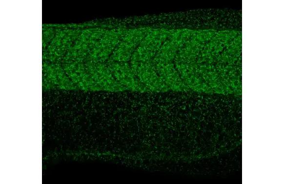 RPL32 antibody [HL2331] detects RPL32 protein on whole mount zebrafish by immunohistochemical analysis.Sample: Paraformaldehyde-fixed 2 days-post-fertilization zebrafish embryo.Green: RPL32 stained by RPL32 antibody [HL2331] (NBP3-48676) diluted at 1:100.Antigen Retrieval: Tris-HCl buffer, pH 9.0, 20 min at 70C 