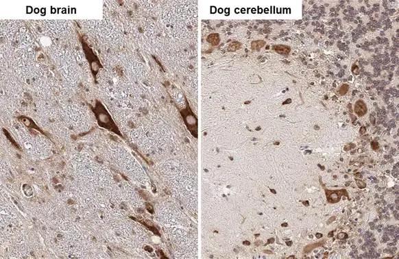 RPL32 antibody [HL2331] detects RPL32 protein by immunohistochemical analysis.Sample: Paraffin-embedded dog tissues.RPL32 stained by RPL32 antibody [HL2331] (NBP3-48676) diluted at 1:100.Antigen Retrieval: Citrate buffer, pH 6.0, 15 min 