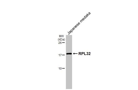 Whole Japanese medaka extract (30 ug) was separated by 15% SDS-PAGE, and the membrane was blotted with RPL32 antibody [HL2331] (NBP3-48676) diluted at 1:1000. The HRP-conjugated anti-rabbit IgG antibody was used to detect the primary antibody. 