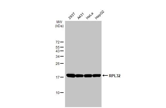 Various whole cell extracts (30 ug) were separated by 15% SDS-PAGE, and the membrane was blotted with RPL32 antibody [HL2331] (NBP3-48676) diluted at 1:1000. The HRP-conjugated anti-rabbit IgG antibody was used to detect the primary antibody. 