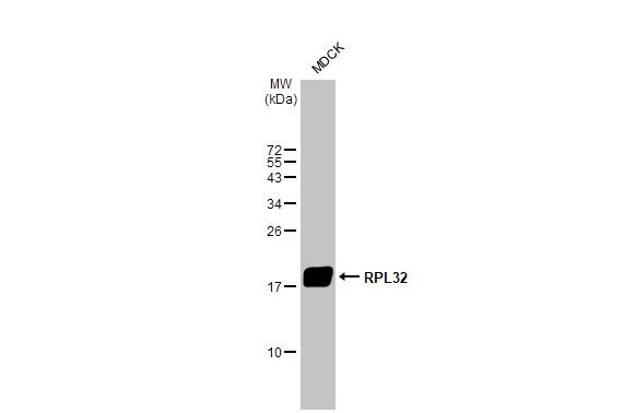 Whole cell extract (30 ug) was separated by 15% SDS-PAGE, and the membrane was blotted with RPL32 antibody [HL2331] (NBP3-48676) diluted at 1:1000. The HRP-conjugated anti-rabbit IgG antibody was used to detect the primary antibody. 
