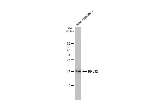Whole zebrafish extract (30 ug) was separated by 15% SDS-PAGE, and the membrane was blotted with RPL32 antibody [HL2331] (NBP3-48676) diluted at 1:1000. The HRP-conjugated anti-rabbit IgG antibody was used to detect the primary antibody. 