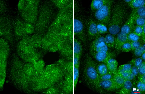 MCF-7 cells were fixed in 4% paraformaldehyde at RT for 15 min.Green: DUSP8 stained by DUSP8 antibody [HL2338] diluted at 1:500.Blue: Fluoroshield with DAPI. 