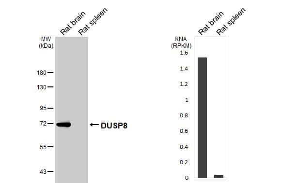 <b>Orthogonal Strategies Validation. </b>Various tissue extracts (50 ug) were separated by 7.5% SDS-PAGE, and the membrane was blotted with DUSP8 antibody [HL2338] (NBP3-48677) diluted at 1:1000. The HRP-conjugated anti-rabbit IgG antibody was used to detect the primary antibody. Corresponding RNA expression data are based on NCBI database. 