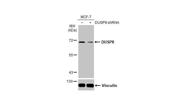 <b>Genetic Strategies Validation. </b>Non-transfected (-) and transfected (+) MCF-7 whole cell extracts (30 ug) were separated by 7.5% SDS-PAGE, and the membrane was blotted with DUSP8 antibody [HL2338] (NBP3-48677) diluted at 1:1000. The HRP-conjugated anti-rabbit IgG antibody was used to detect the primary antibody. 