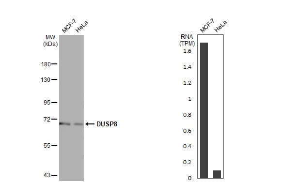 <b>Orthogonal Strategies Validation. </b>Various whole cell extracts (30 ug) were separated by 7.5% SDS-PAGE, and the membrane was blotted with DUSP8 antibody [HL2338] (NBP3-48677) diluted at 1:1000. The HRP-conjugated anti-rabbit IgG antibody was used to detect the primary antibody. Corresponding RNA expression data for the same cell lines are based on Human Protein Atlas program. 
