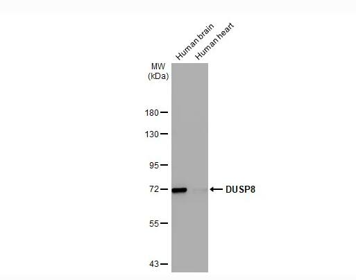 Human tissue extract (5 ug) were separated by 7.5% SDS-PAGE, and the membrane was blotted with DUSP8 antibody [HL2338] diluted at 1:1000. The HRP-conjugated anti-rabbit IgG antibody (NBP2-19301 was used to detect the primary antibody.