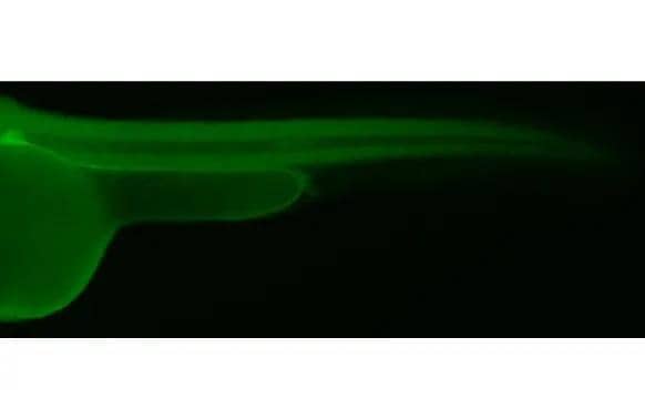 Immunohistochemistry PELO Antibody (HL2345)