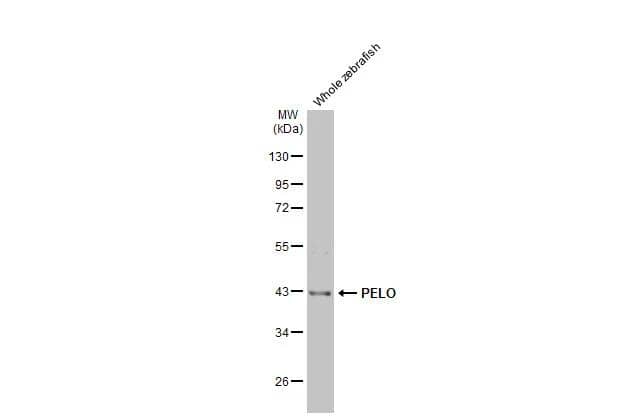 Western Blot PELO Antibody (HL2345)
