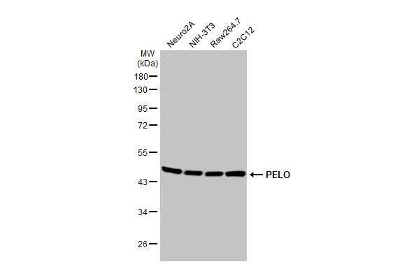 Western Blot PELO Antibody (HL2345)