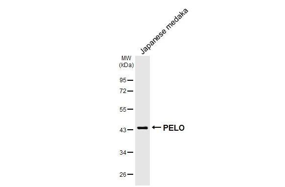 Western Blot PELO Antibody (HL2345)