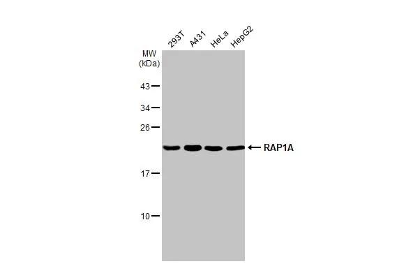 Various whole cell extracts (30 ug) were separated by 12% SDS-PAGE, and the membrane was blotted with RAP1A antibody [HL2415] (NBP3-48683) diluted at 1:1000. The HRP-conjugated anti-rabbit IgG antibody was used to detect the primary antibody. 