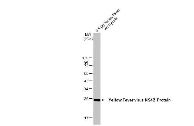 Yellow Fever Virus viral lysate (0.1 ug) was separated by 12% SDS-PAGE, and the membrane was blotted with Yellow Fever Virus NS4B antibody [HL2449] (NBP3-48684) diluted at 1:2000. The HRP-conjugated anti-rabbit IgG antibody was used to detect the primary antibody. 