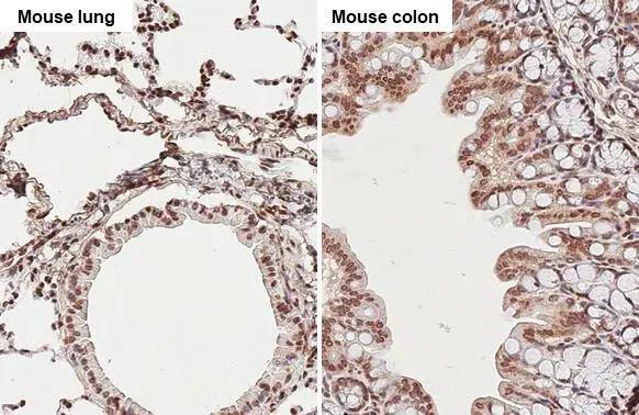 TET3 antibody [HL2463] detects TET3 protein by immunohistochemical analysis.Sample: Paraffin-embedded mouse tissues.TET3 stained by TET3 antibody [HL2463] (NBP3-48685) diluted at 1:100.Antigen Retrieval: Citrate buffer, pH 6.0, 15 min 