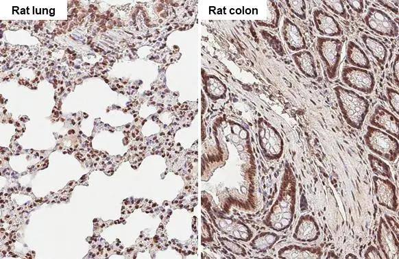 TET3 antibody [HL2463] detects TET3 protein by immunohistochemical analysis.Sample: Paraffin-embedded rat tissues.TET3 stained by TET3 antibody [HL2463] (NBP3-48685) diluted at 1:100.Antigen Retrieval: Citrate buffer, pH 6.0, 15 min 