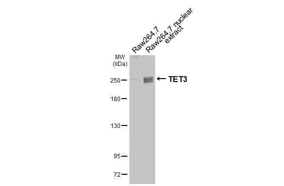 <b>Genetic Strategies Validation. </b>Raw264.7 whole cell and nuclear extracts (30 ug) were separated by 5% SDS-PAGE, and the membrane was blotted with TET3 antibody [HL2463] (NBP3-48685) diluted at 1:1000. The HRP-conjugated anti-rabbit IgG antibody was used to detect the primary antibody. 