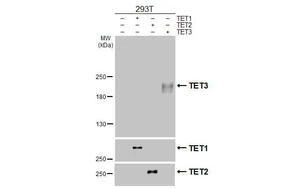 Non-transfected (-) and transfected (+) 293T whole cell extracts (30 ug) were separated by 5% SDS-PAGE, and the membrane was blotted with TET3 antibody [HL2463] (NBP3-48685) diluted at 1:5000. The HRP-conjugated anti-rabbit IgG antibody was used to detect the primary antibody. 