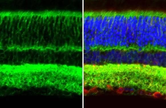 Immunohistochemistry-Paraffin GPM6A Antibody (HL2473)