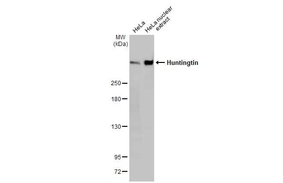 <b>Genetic Strategies Validation. </b>HeLa whole cell and nuclear extracts (30 ug) were separated by 5% SDS-PAGE, and the membrane was blotted with Huntingtin antibody [HL2483] (NBP3-48688) diluted at 1:1000. The HRP-conjugated anti-rabbit IgG antibody was used to detect the primary antibody. 