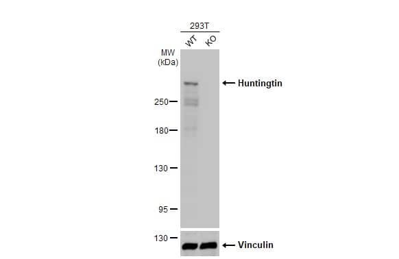 Wild-type (WT) and HTT knockout (KO) 293T cell extracts (30 ug) were separated by 5% SDS-PAGE, and the membrane was blotted with Huntingtin antibody [HL2483] (NBP3-48688) diluted at 1:1000. The HRP-conjugated anti-rabbit IgG antibody was used to detect the primary antibody. 