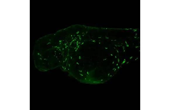 Plastin L antibody [HL2501] detects Plastin L protein on whole mount zebrafish by immunohistochemical analysis.Sample: Paraformaldehyde-fixed 2 days-post-fertilization zebrafish embryo.Green: Plastin L stained by Plastin L antibody [HL2501] (NBP3-48691) diluted at 1:100.Antigen Retrieval: Tris-HCl buffer, pH 9.0, 20 min at 70C 
