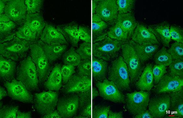 RanBP16 antibody [HL2510] detects RanBP16 protein at cytoplasm and nucleus by immunofluorescent analysis.Sample: A549 cells were fixed in 4% PFA.Green: RanBP16 stained by RanBP16 antibody [HL2510] (NBP3-48692) diluted at 1:500.Blue: Fluoroshield with DAPI . 