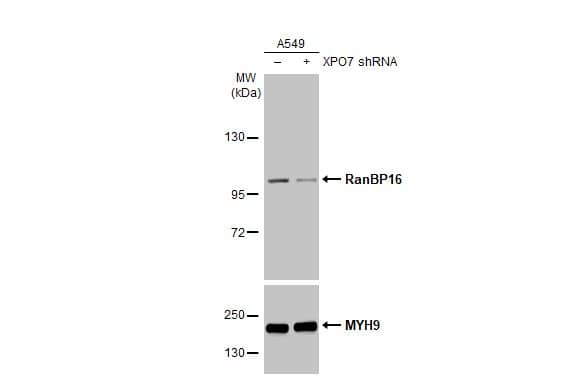 Non-transfected (-) and transfected (+) A549 whole cell extracts (30 ug) were separated by 5% SDS-PAGE, and the membrane was blotted with RanBP16 antibody [HL2510] (NBP3-48692) diluted at 1:9000. The HRP-conjugated anti-rabbit IgG antibody was used to detect the primary antibody. 