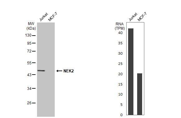 <b>Orthogonal Strategies Validation. </b>Various whole cell extracts (30 ug) were separated by 10% SDS-PAGE, and the membrane was blotted with NEK2 antibody [HL2511] (NBP3-48693) diluted at 1:1000. The HRP-conjugated anti-rabbit IgG antibody was used to detect the primary antibody. Corresponding RNA expression data for the same cell lines are based on Human Protein Atlas program. 