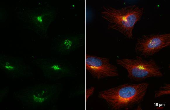 Nucleobindin 1 antibody [HL2532] detects Nucleobindin 1 protein at Golgi apparatus by immunofluorescent analysis.Sample: HeLa cells were fixed in 4% paraformaldehyde at RT for 15 min.Green: Nucleobindin 1 stained by Nucleobindin 1 antibody [HL2532] (NBP3-48694) diluted at 1:500.Red: alpha Tubulin, a cytoskeleton marker, stained by alpha Tubulin antibody [GT114] diluted at 1:1000.Blue: Fluoroshield with DAPI . 