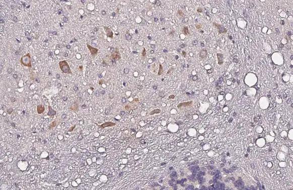 Nucleobindin 1 antibody [HL2532] detects secreted Nucleobindin 1 protein by immunohistochemical analysis.Sample: Paraffin-embedded mouse cerebellum.Nucleobindin 1 stained by Nucleobindin 1 antibody [HL2532] (NBP3-48694) diluted at 1:100.Antigen Retrieval: Citrate buffer, pH 6.0, 15 min 