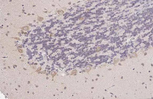 Nucleobindin 1 antibody [HL2532] detects secreted Nucleobindin 1 protein by immunohistochemical analysis.Sample: Paraffin-embedded rat cerebellum.Nucleobindin 1 stained by Nucleobindin 1 antibody [HL2532] (NBP3-48694) diluted at 1:100.Antigen Retrieval: Citrate buffer, pH 6.0, 15 min 