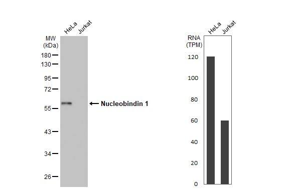 <b>Orthogonal Strategies Validation. </b>Various whole cell extracts (30 ug) were separated by 10% SDS-PAGE, and the membrane was blotted with Nucleobindin 1 antibody [HL2532] (NBP3-48694) diluted at 1:1000. The HRP-conjugated anti-rabbit IgG antibody was used to detect the primary antibody. Corresponding RNA expression data for the same cell lines are based on Human Protein Atlas program. 