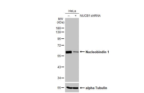 <b>Genetic Strategies Validation. </b>Non-transfected (-) and transfected (+) HeLa whole cell extracts (30 ug) were separated by 10% SDS-PAGE, and the membrane was blotted with Nucleobindin 1 antibody [HL2532] (NBP3-48694) diluted at 1:1000. The HRP-conjugated anti-rabbit IgG antibody was used to detect the primary antibody. 
