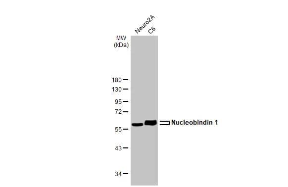 Various whole cell extracts (30 ug) were separated by 10% SDS-PAGE, and the membrane was blotted with Nucleobindin 1 antibody [HL2532] (NBP3-48694) diluted at 1:1000. The HRP-conjugated anti-rabbit IgG antibody was used to detect the primary antibody. 