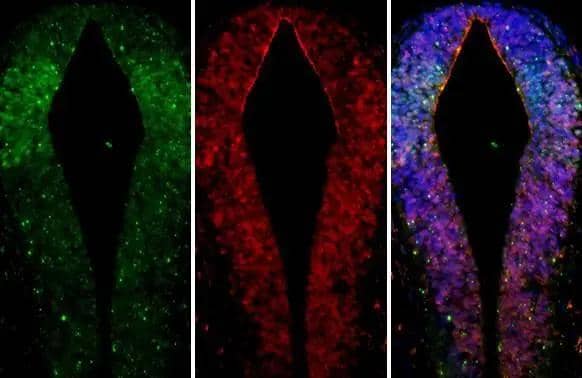 Immunohistochemistry-Paraffin GSH2 Antibody (HL2533)