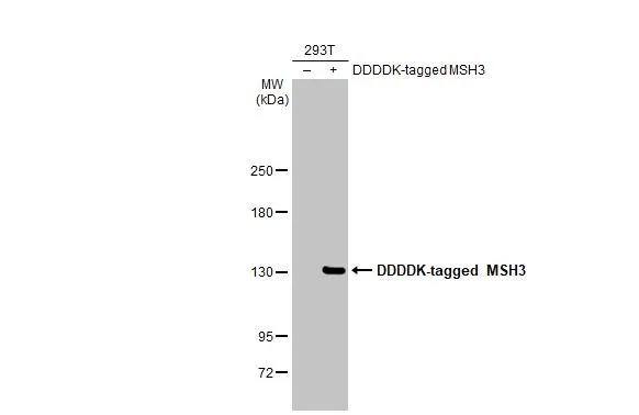 Non-transfected (-) and transfected (+) 293T whole cell extracts were separated by 5% SDS-PAGE, and the membrane was blotted with MSH3 antibody [HL2546] (NBP3-48697) diluted at 1:4000. The HRP-conjugated anti-rabbit IgG antibody was used to detect the primary antibody. 