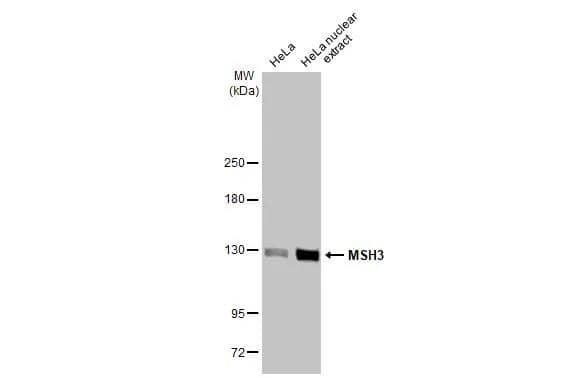 HeLa whole cell and nuclear extracts (30 ug) were separated by 5% SDS-PAGE, and the membrane was blotted with MSH3 antibody [HL2546] (NBP3-48697) diluted at 1:1000. The HRP-conjugated anti-rabbit IgG antibody was used to detect the primary antibody. 