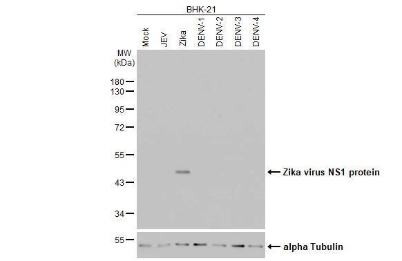 Western Blot Zika Virus NS1 Antibody (HL2567)