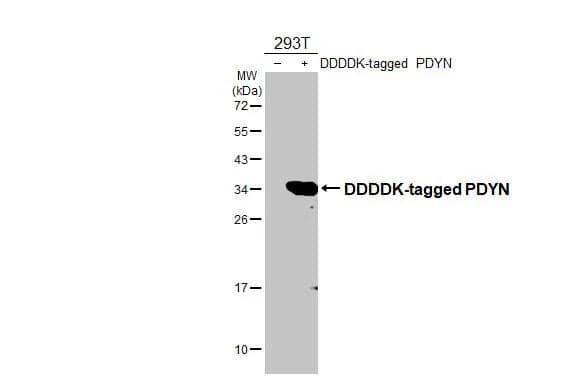 Non-transfected (-) and transfected (+) 293T whole cell extracts (30 ug) were separated by 12% SDS-PAGE, and the membrane was blotted with Prodynorphin/PDYN antibody [HL2573] (NBP3-48699) diluted at 1:50000. The HRP-conjugated anti-rabbit IgG antibody was used to detect the primary antibody. 