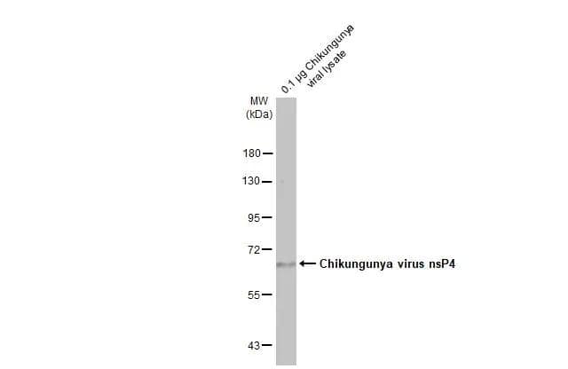 Chikungunya viral lysate (0.1 ug) was separated by 7.5% SDS-PAGE, and the membrane was blotted with Chikungunya Virus nsp4 antibody [HL2580] (NBP3-48702) diluted at 1:1000. The HRP-conjugated anti-rabbit IgG antibody was used to detect the primary antibody, and the signal was developed with Trident ECL plus-Enhanced. 